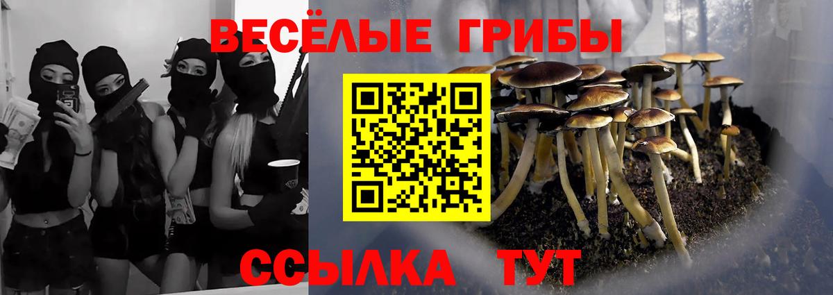 Галлюциногенные грибы Psilocybe Медногорск